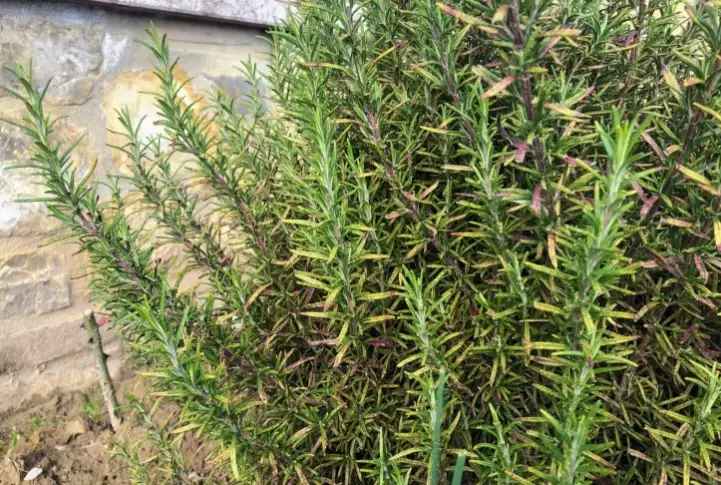 Italian herbs and spices